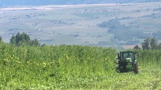 Montana farmers and businesses look to hemp as agriculture evolves [upl. by Depoliti908]