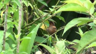 Orangeeyed Thornbird  Phacellodomus erythrophthalmus Wied 1821 [upl. by Hardigg]