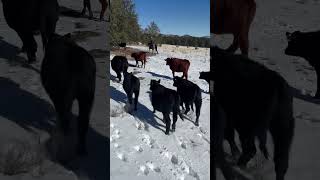 Winter 2024 cattle drive horse horsegirls cowboys cattledrive cattle horsebackriding [upl. by Samau]