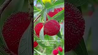 Buah yangmei dari china agriculture fruits garden [upl. by Atselec663]