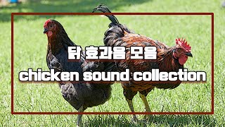 닭소리 효과음 모음  a collection of chicken sounds  닭 울음 a rooster crow [upl. by Rhiamon990]