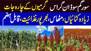 Sorghum Sudan Grass  Best Summer Fooder  سورگم سوڈان گراس [upl. by Anailuig465]