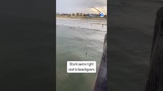 Shark swims right next to beachgoers [upl. by Hendrika]