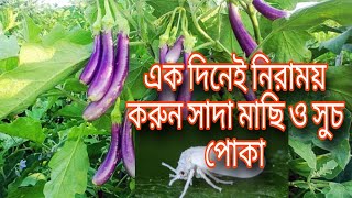 ১মিনিটে ক্ষতিকর সাদামাছি শেষ whitefly control Whitefly Attack and Controlfarming [upl. by Nnazil]