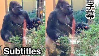 Hilarious Dad eating carrots in hiding He didnt want KINTARO to get all 🅷🅾🆃 KyotoZooGorilla [upl. by Suhpoelc772]