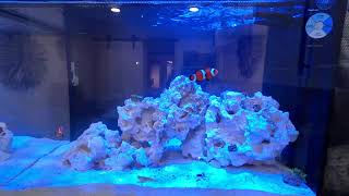 LIVE 135g Nano Reef Tank [upl. by Koenraad]