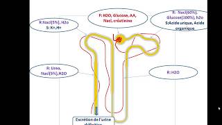 Physiologie rénale  Notions de base [upl. by Yliab]