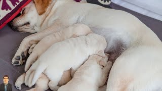 Beautiful scenes created while feeding these puppies Part 13 Episode 6 naturalmoments puppy [upl. by Alad]