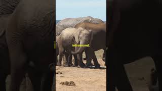 Heard HUNDREDS of Miles away What Animal Sound [upl. by Fonz]