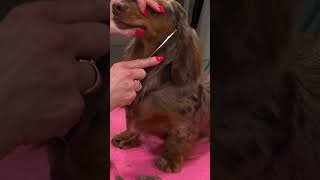 🙏Try not to fall in LOVE with this Long Haired dachshund [upl. by Atinrev]