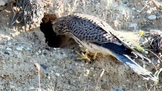 Heartstopping Moment Kestrel Almost PREDATES Beeeater Chick  Norfolk Bee Eaters [upl. by Dihaz]