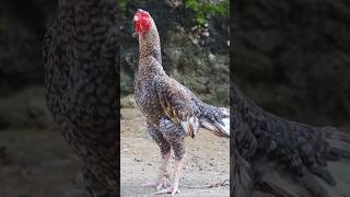 sandaseval videos  sandakoli valarppu  kattu seval shorts birds rooster love birds [upl. by Hunfredo255]