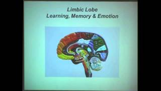 The Neuroscience of Learning and Memory [upl. by Ellerret616]