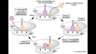 مهم جدآ Traductionélongation étape 3 [upl. by Ennalorac]