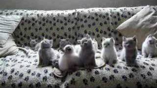 la danse des chatons [upl. by Einnaffit]