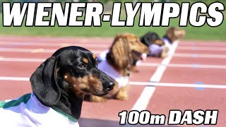 The 100m Dachshund Dash  Wiener Dog Race [upl. by Yrrep]