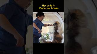 Hasbulla in Dubai cat house  😅😅 hasbulla funny laugh [upl. by Ahsenek]