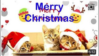 Epic kittens celebrate Christmas [upl. by Ilaire]