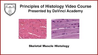 Skeletal Muscle Histology Muscle Histology Part 1 of 4 [upl. by Hermy]