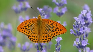 Dostojka malinowiec perłowiec malinowiec Argynnis paphia  samiec i samica 4K [upl. by Pinsky664]