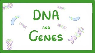 GCSE Biology  DNA Part 1  Genes and the Genome 63 [upl. by Ymme148]