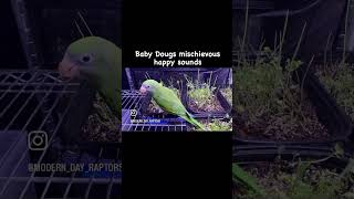 Adorable Parakeet Chanting Bacon Bacon Bacon [upl. by Tnecnev]