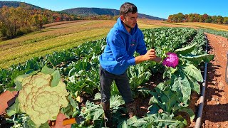 Late Season Purple Cauliflower Harvest [upl. by Sulihpoeht]