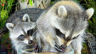 Raccoon Washes and Eats Grapes  Funny animals [upl. by Kerrie]