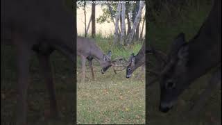 Whitetail bucks prerut sparring deer [upl. by Haelhsa]