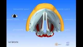 Le larynx  vibration des cordes vocales [upl. by Wertheimer621]