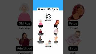 Human Life Cycle vocablury english englishforbeginners [upl. by Akiram]