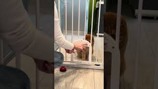 Babelio Upgraded Baby Gate with Cat Door – The Ultimate Solution for PetFriendly Homes [upl. by Ursola733]