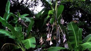 Big Island Hawaii Part 40 Puna Mango Grove [upl. by Ardnos]