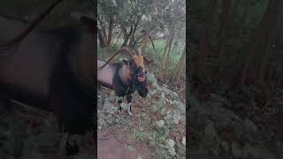 Majestic goat likes peanut butter and jelly sandwiches viral goat trending majestic food [upl. by Daphie]