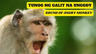 Tunog ng GALIT NA UNGGOY  Sound of ANGRY MONKEY [upl. by Aiyot999]