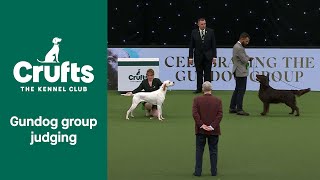 Gundog Group WINNER  Crufts 2022 [upl. by Sosthena734]