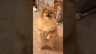 The Cutest Happy Dance Moments  Pomeranians [upl. by Aveline]