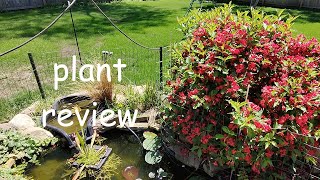 plant review weigela [upl. by Micro132]