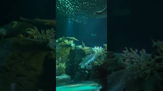 AQUARIUM in New York by the beach [upl. by Selokcin]