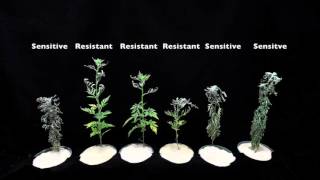 Glyphosate SOA 9 Sensitive vs Resistant Common Ragweed 1 [upl. by Akenna508]