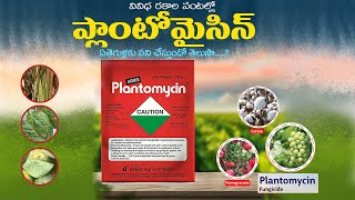 Plantomycin uses in telugu  plantomycin fungicide dose  plantomycin price [upl. by Akemeuwkuhc161]