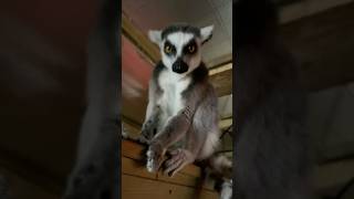 Chilling out lemurlemursmadagascarmadagascarwildlifeprimatesprimatecutemonkeymonkeyvideo [upl. by Newel]