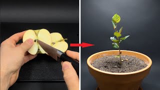 APPLE TREE Growing From Seed TIME LAPSE  171 Days [upl. by Rog]