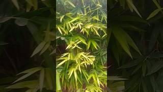 Golden Bamboo Plant Esha yadav viralshortstrending 🌳🌳 [upl. by Teodoor928]