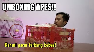 UNBOXING KENARI BULUK GACOR DOR [upl. by Reklaw]