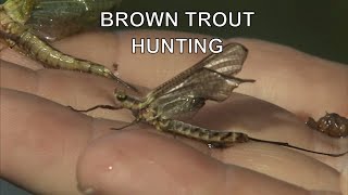 Small River Brown Trout Hunting  Tom Rosenbauer [upl. by Saidel]