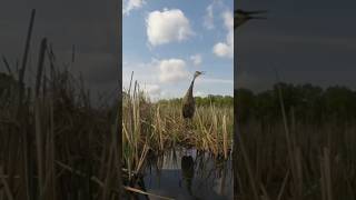 Sandhill crane photography with Nikon [upl. by Rehpotsyrhc]