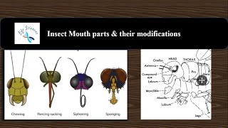 Insect mouthparts  Its modifications  Entomology MOUTH PARTS OF AN INSECT  Insect morphology [upl. by Debbie]