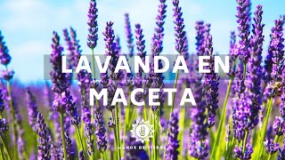 Como Plantar LAVANDA En Macetasembrar lavandamanos de tierra [upl. by Imhskal623]