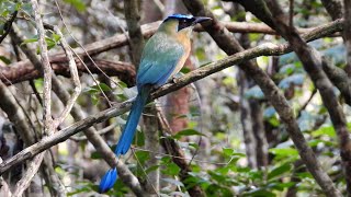 Lessons Motmot in Mexico [upl. by Alegnave]